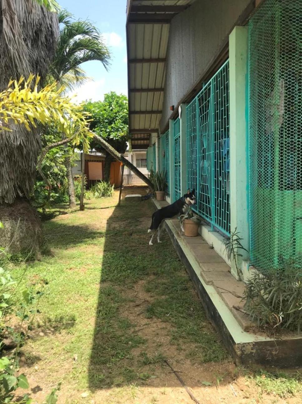 Unu Pikin Guesthouse Paramaribo Zimmer foto